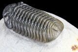 Multi-Toned Morocops Trilobite - Excellent Specimen #86741-3